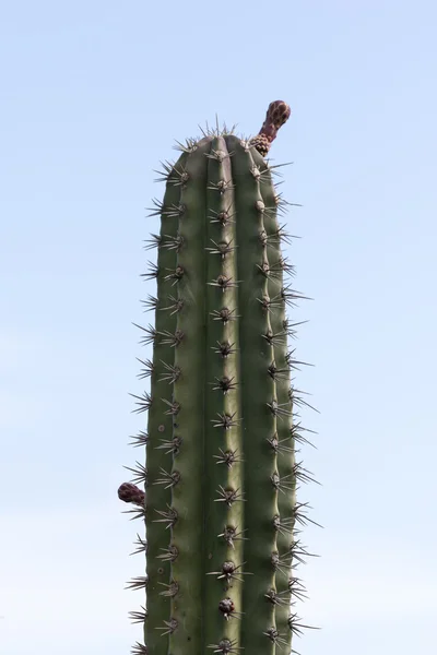 Cactus flower Closeup