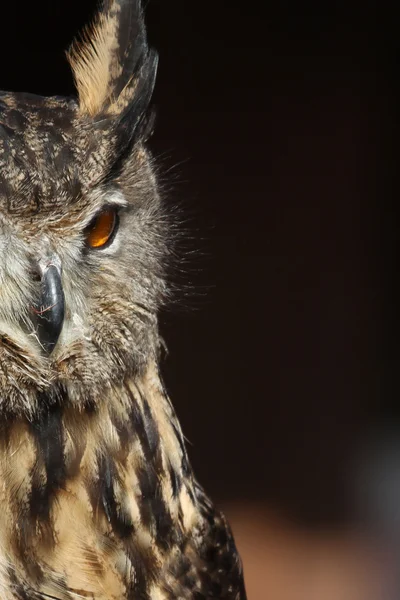 Long-eared Owl