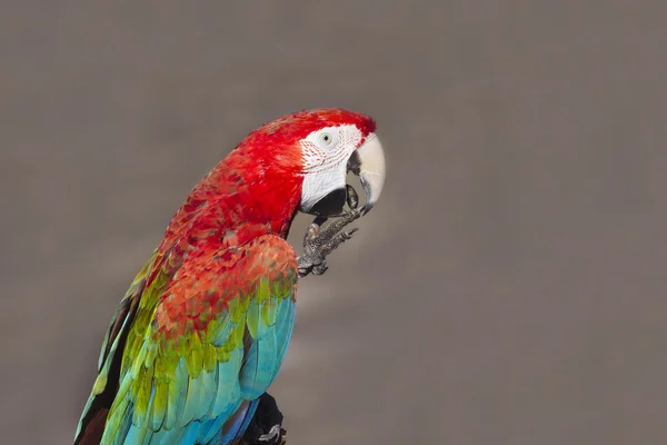 Scarlet macaw