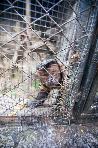 Monkey in zoo or laboratory in cage. abe behind bars