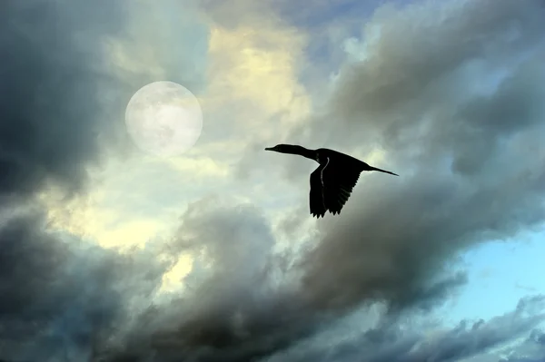 Bird Flying Silhouette