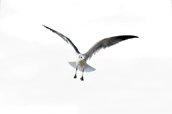 Bird Flying Isolated