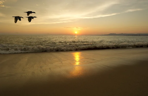 Ocean Sunset Birds Silhouette