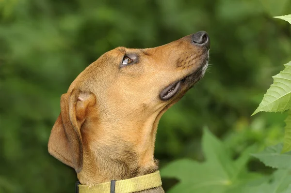 Dog Looking Up