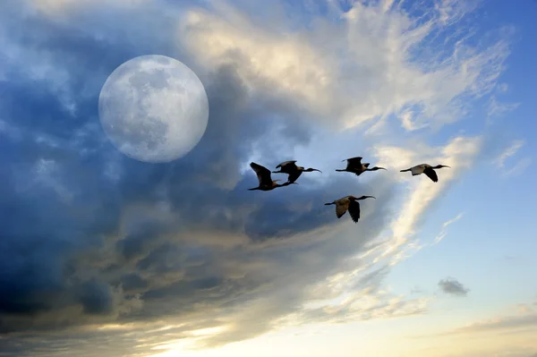 Birds Moon Skies