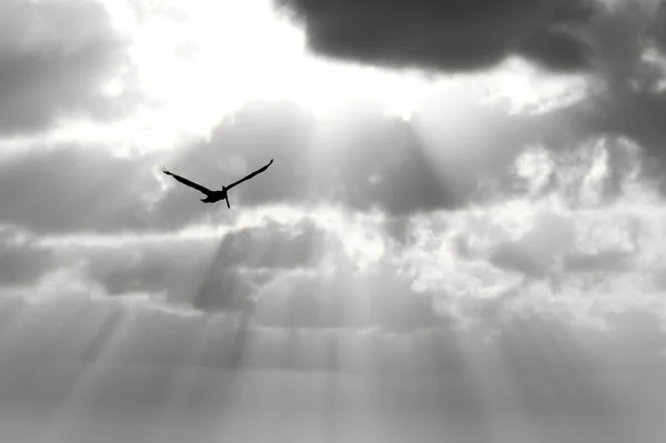 Bird Flying Silhouette Isolated