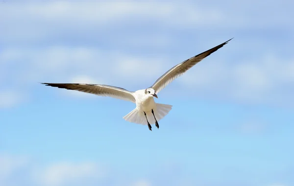 Bird Flying wings