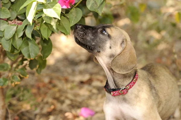 Dog Sniffing Flower
