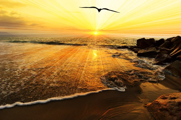 Bird Silhouette Ocean Sunset