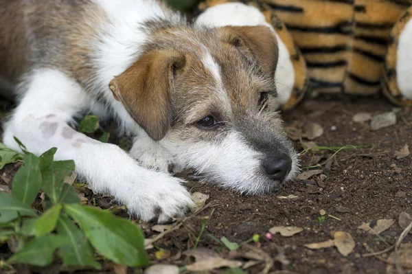 Cute puppy with sad face.