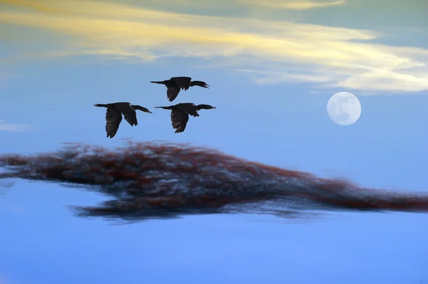 Birds Flying Couds and Moon Sunset