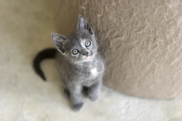 Cute Kitty Looking UP
