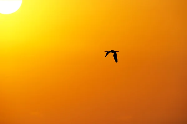 Bird Flying Freedom Silhouette