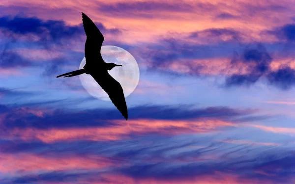 Bird Flying Moon