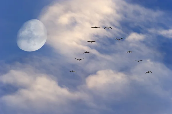 Moon Clouds Birds Flying