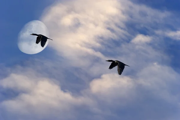 Birds Flying Silhouette Moon