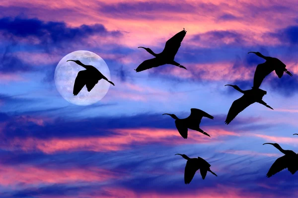 Moon Clouds Skies Birds Silhouette