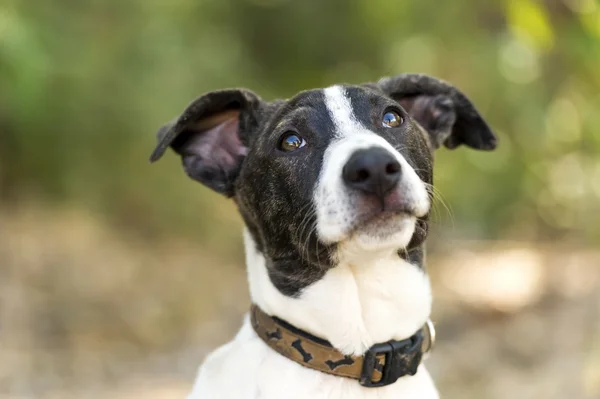 Dog Looking Up