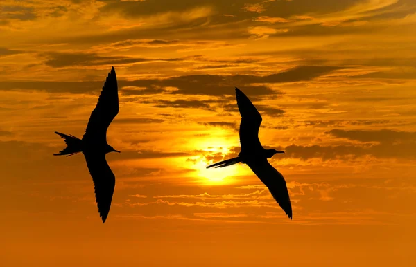 Birds Silhouette Sunset