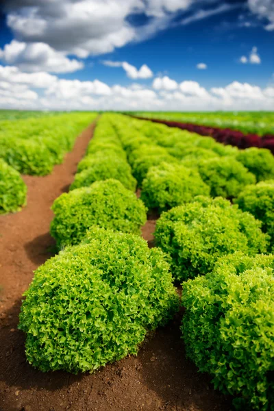 Growing salad lettuce on field