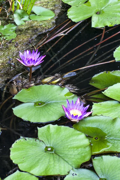 Indian red water lily.