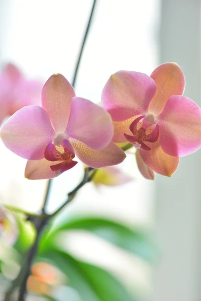 Pink orchid home