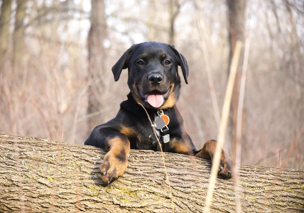 Happy rottweiler puppy on the woods