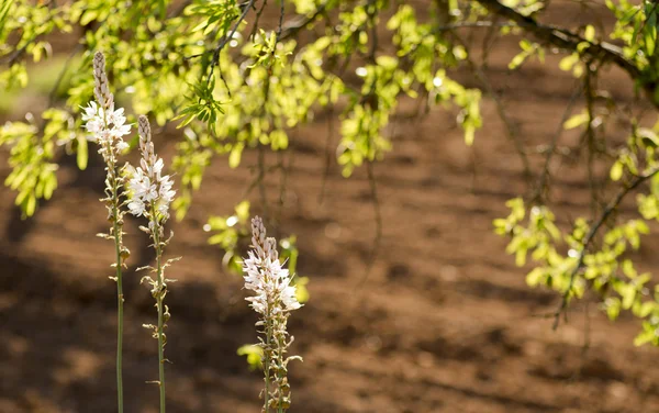 Wild Mediterranean flowers