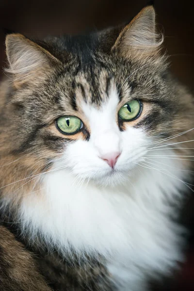Maine coon domestic cat