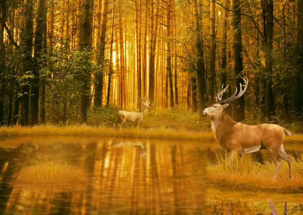 Deer Bucks in summer sunset light standing in an opening in woods