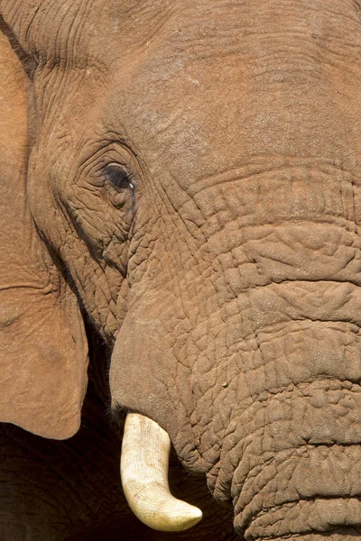 African elephant eye and tusk
