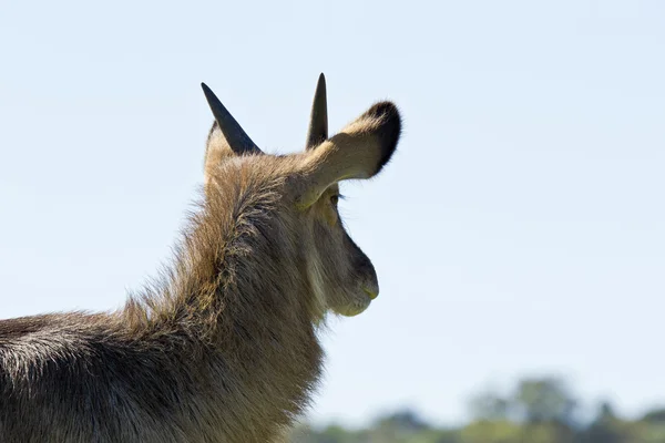 Waterbuck portrait looking ahead