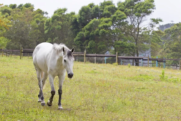 Grey horse walking