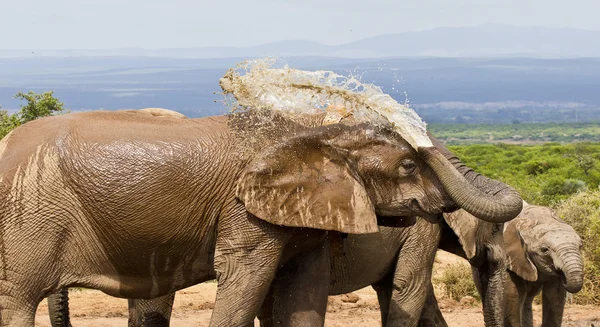 African elephant spraying water on its back