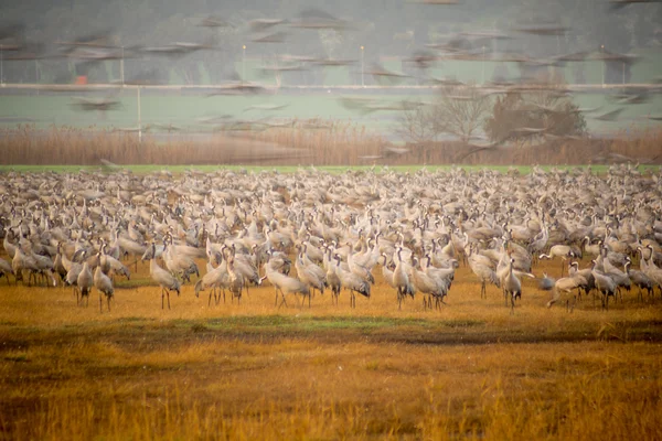 Crane birds in Agamon Hula bird refuge