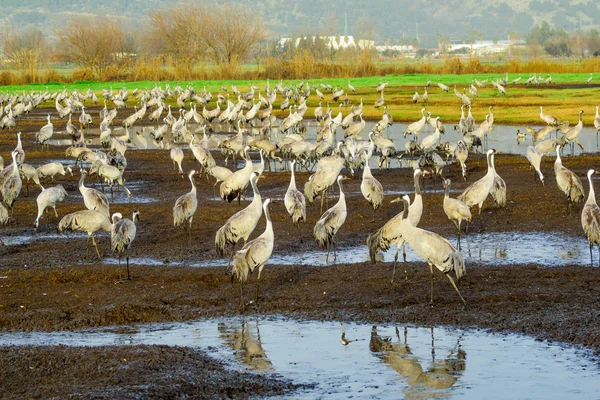 Crane birds in Agamon Hula bird refuge