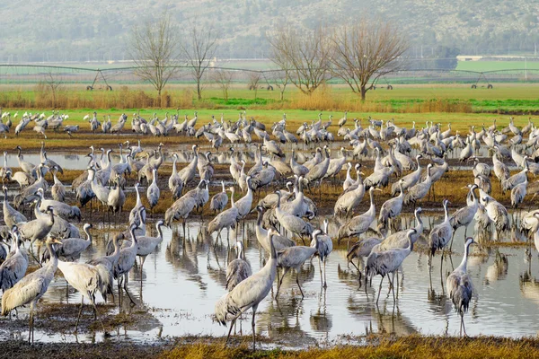 Crane birds in Agamon Hula bird refuge