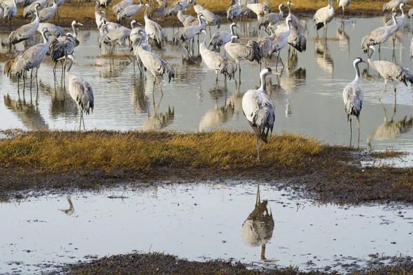 Crane birds in Agamon Hula bird refuge