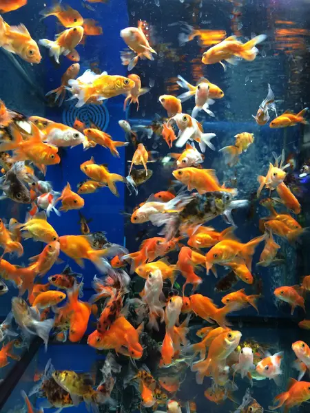 Gold fish in aquarium