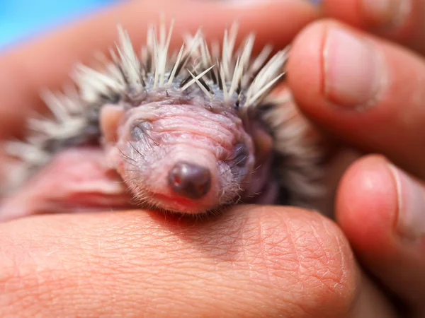 Cute young hedgehog few days old