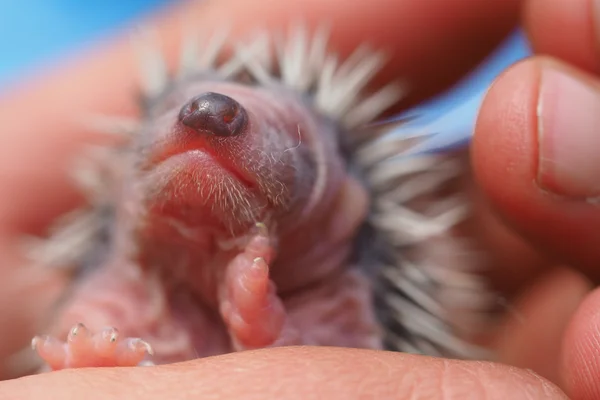 Cute young hedgehog