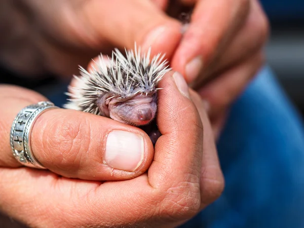 Cute young hedgehog few days old