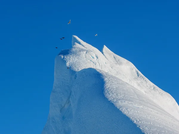 Birds flying against iceberg
