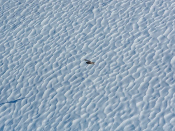 Bird flying against iceberg