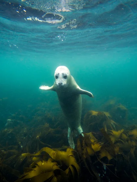 Grey seal in North Sea