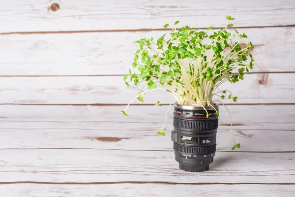 Cress growing in a camera lens