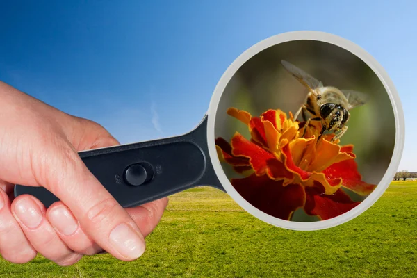 Bee and yellow flower under the magnifying glass
