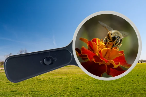 Bee and yellow flower under the magnifying glass, clipping path