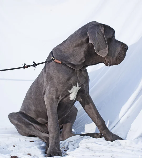 Sitting Great Dane