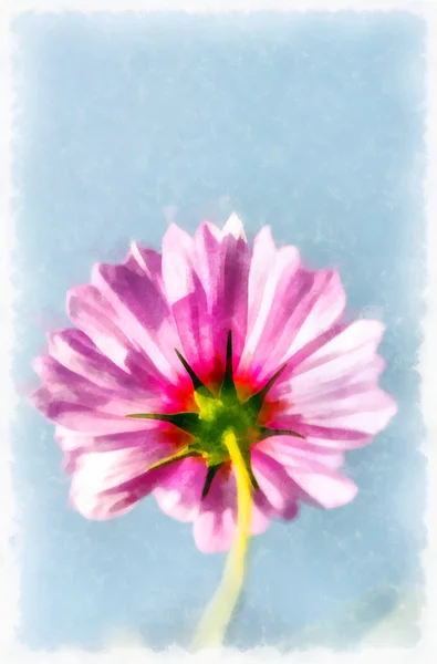 Digital painting of cosmos flower